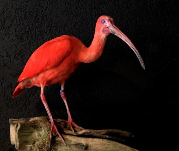 Recently Created taxidermy Red Ibis.