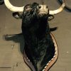 Recently established Spanish fighting Bull