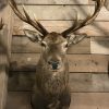 Recently made hunting trophy of a very capital deer