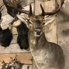 Recently made hunting trophy of a red deer