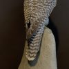 Recently made taxidermy Gyrfalcon