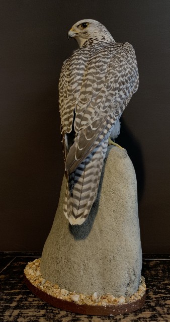 Recently made taxidermy Gyrfalcon