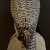 Recently made taxidermy Gyrfalcon