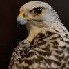 Recently made taxidermy Gyrfalcon