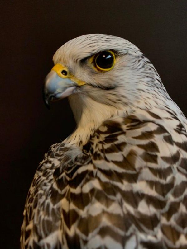 Kürzlich ausgestopfter Gyrfalcon.