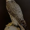 Recently made taxidermy Gyrfalcon