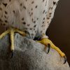 Recently made taxidermy Gyrfalcon