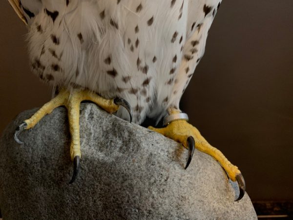 Recently made taxidermy Gyrfalcon