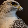 Recently made taxidermy Gyrfalcon