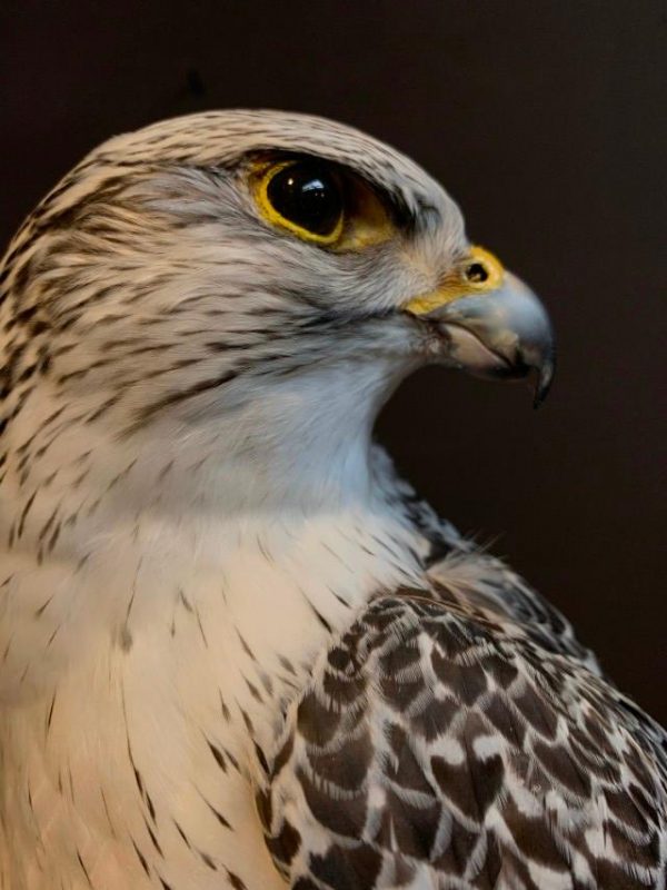 Recently made taxidermy Gyrfalcon