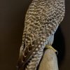 Recently made taxidermy Gyrfalcon