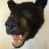 Recently made taxidermy head of a black bear