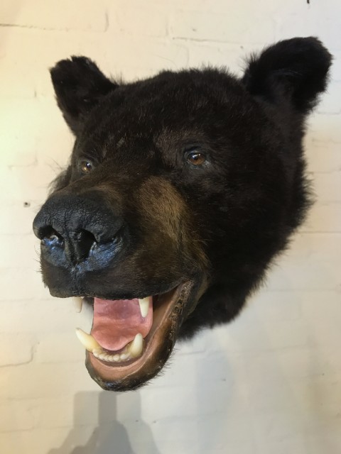 Vor kurzem ausgestopften Kopf eines schwarzen Bären