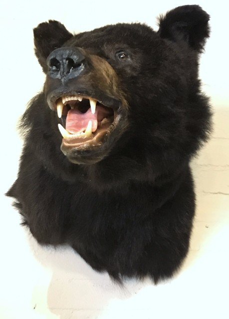 Recent gemaakte opgezette kop van een zwarte beer.