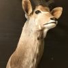 Recently made taxidermy head of a kudu