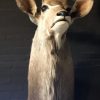 Recently made taxidermy head of a kudu