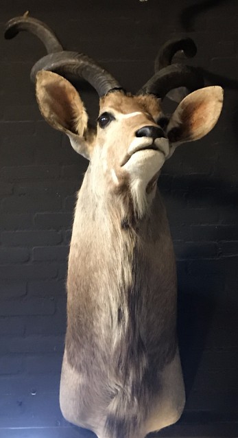 Recently made taxidermy head of a kudu