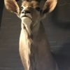 Recently made taxidermy head of a kudu