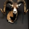 Recently made taxidermy head of a Mouflon