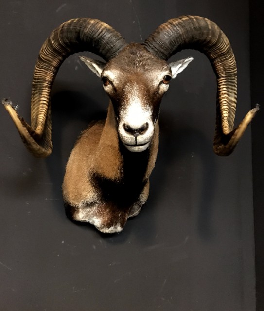 Recently made taxidermy head of a Mouflon