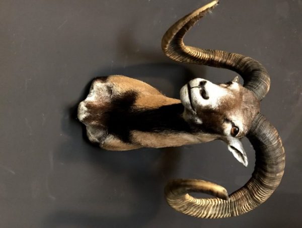 Recently made taxidermy head of a Mouflon