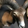 Recently made taxidermy head of a Mouflon