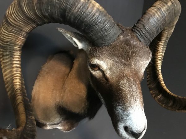 Recently made taxidermy head of a Mouflon