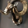 Recently made taxidermy head of a Mouflon