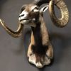 Recently made taxidermy head of a Mouflon