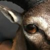 Recently made taxidermy head of a Mouflon