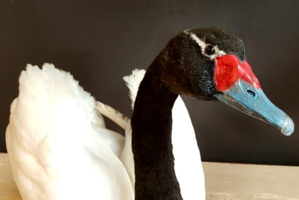 Recently mounted black-necked Swan