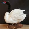 Recently mounted black-necked Swan