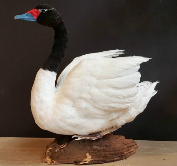 Recently mounted black-necked Swan