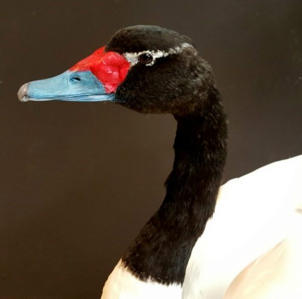 Recently mounted black-necked Swan