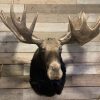 Recently mounted Canadian moose