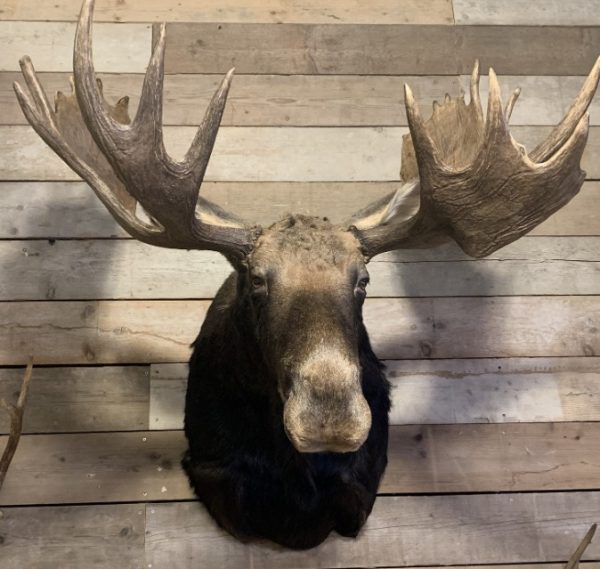 Recently mounted Canadian moose