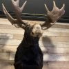 Recently mounted Canadian moose