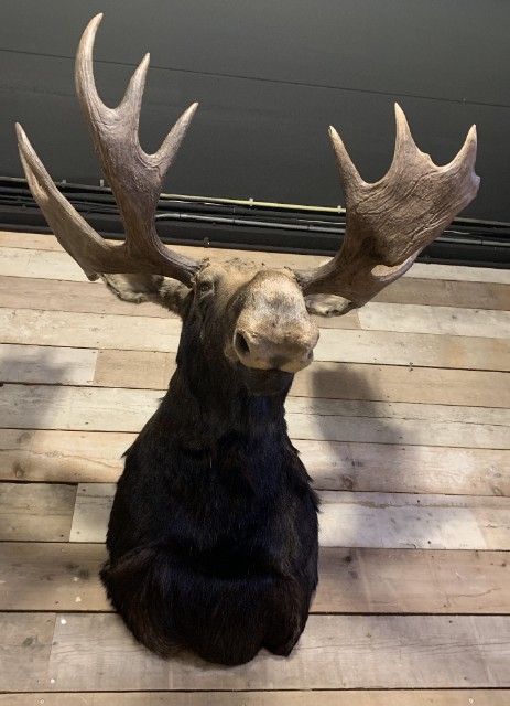Recently mounted Canadian moose