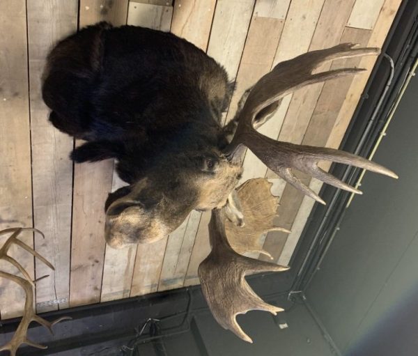 Recently mounted Canadian moose