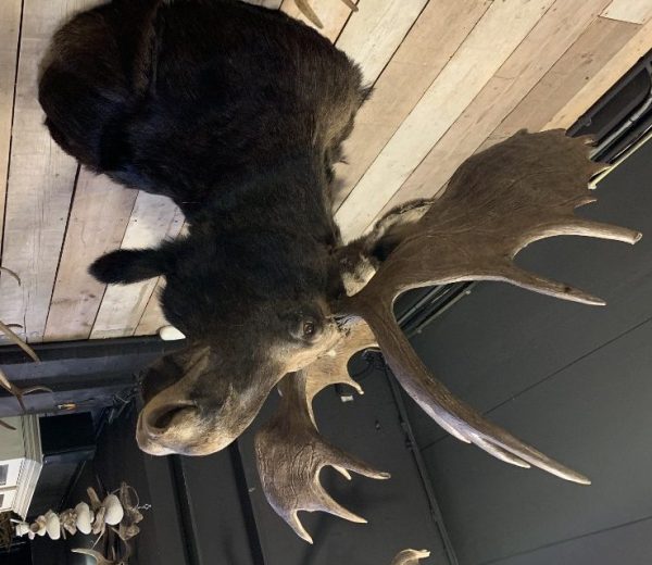 Recently mounted Canadian moose