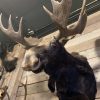 Recently mounted Canadian moose