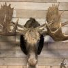 Recently mounted Canadian moose