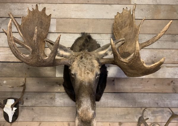 Recently mounted Canadian moose