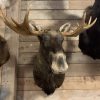 Taxidermy head of a Spanish fighting bull.