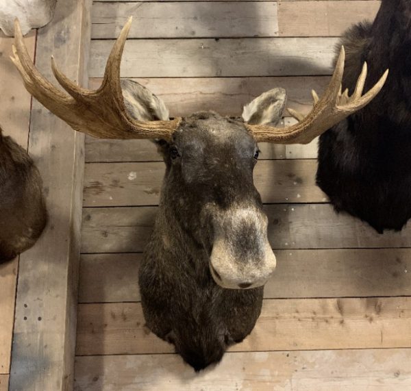Recently mounted head of a Scandinavian moose.