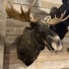 Recently mounted head of a Scandinavian moose.