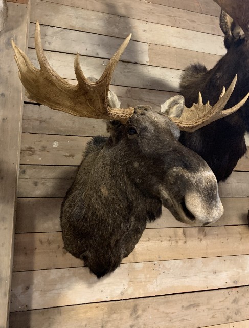 Recently mounted head of a Scandinavian moose.