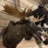 Recently mounted head of a Scandinavian moose.