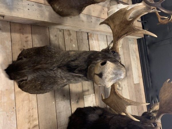 Recently mounted head of a Scandinavian moose.