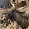 Recently mounted head of a Scandinavian moose.